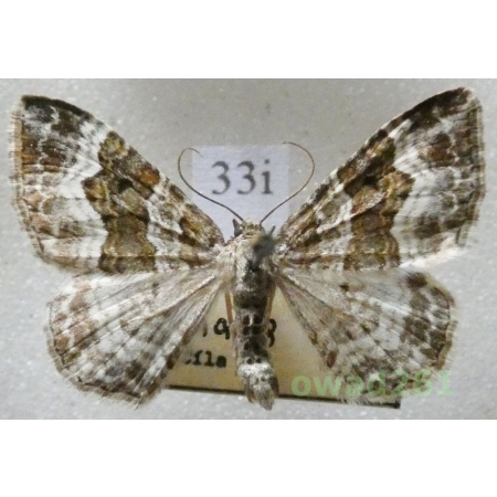 Epirrhoe alternata (Müller, 1764) Czech33i